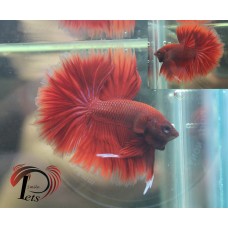PDEC 2452